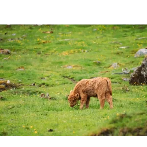 Mini Highland Cows