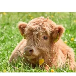 Mini Highland Calf