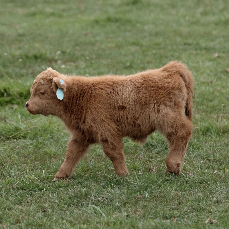 Female miniature highland calf - Olive