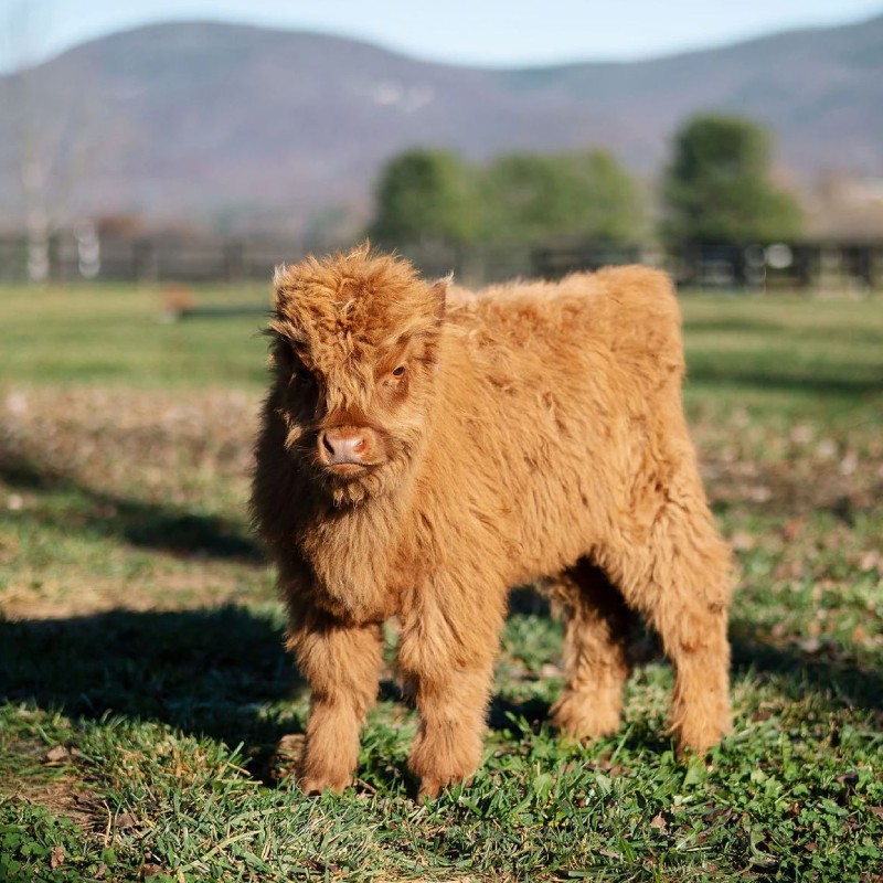 Female miniature highland calf - Rosie