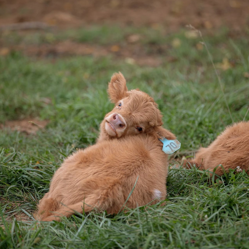 Male-Intact miniature highland calf - Charlie