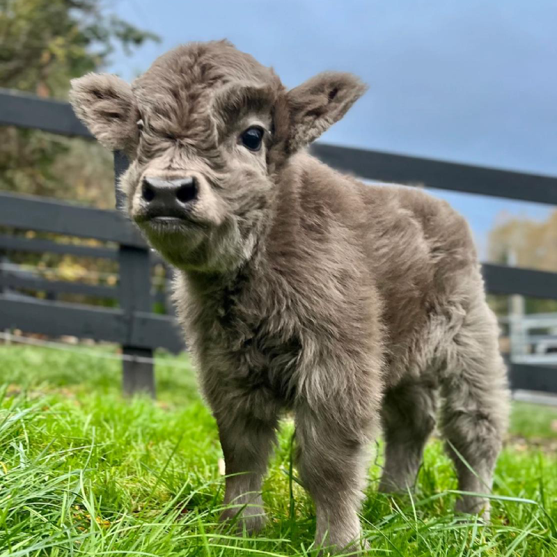 Male miniature highland calf - Jasper