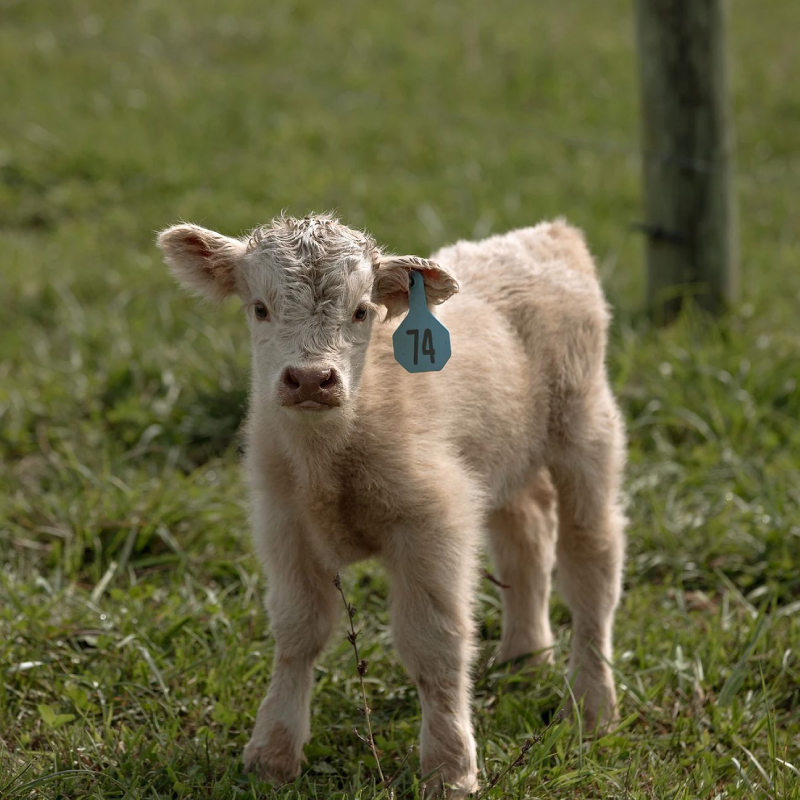 Male miniature highland calf - Kaleb