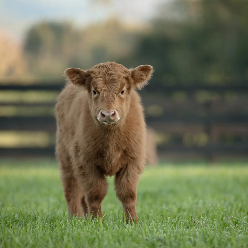 Male miniature highland calf - Milo